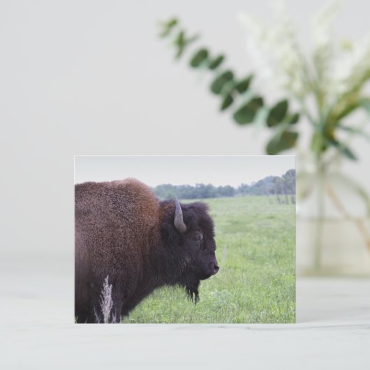 Carte postale de bison des Plaines américaines (Debout devant)