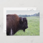 Carte postale de bison des Plaines américaines (Devant / Derrière)