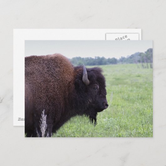 Carte postale de bison des Plaines américaines (Devant / Derrière)