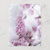 Carte postale de Blossoms (Devant)