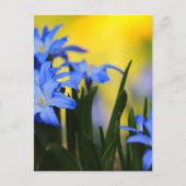 Carte postale de Blossoms (Devant)