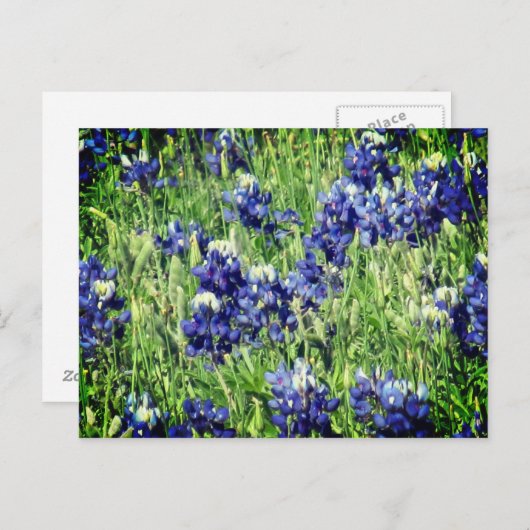 Carte postale de Bluebonnet (Devant / Derrière)