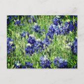 Carte postale de Bluebonnet (Devant)