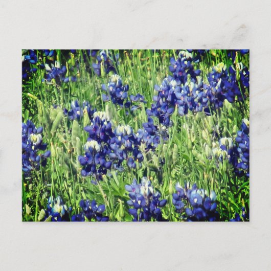 Carte postale de Bluebonnet (Devant)