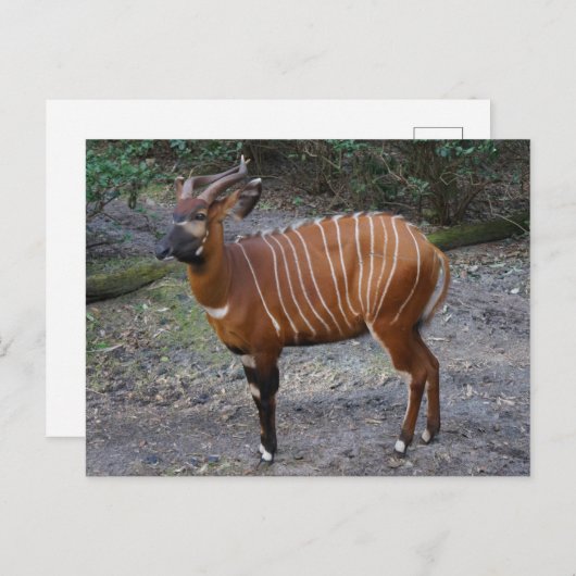 Carte postale de Bongo (Antilope) (Devant / Derrière)