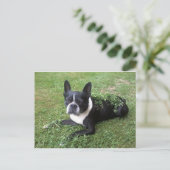 carte postale de boston terrier (Debout devant)