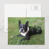 carte postale de boston terrier (Devant / Derrière)