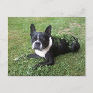 carte postale de boston terrier