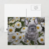 Carte postale de bouledogue français (Devant / Derrière)