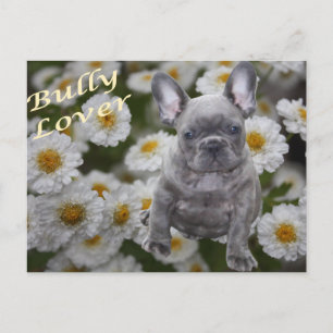 Carte postale de bouledogue français