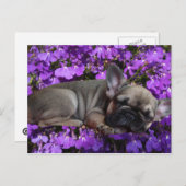 Carte postale de bouledogue français (Devant / Derrière)