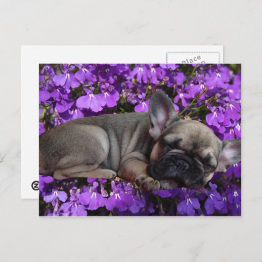 Carte postale de Bouledogue Français (Devant / Derrière)