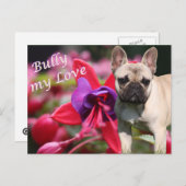Carte postale de bouledogue français (Devant / Derrière)