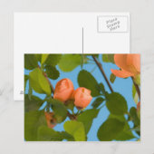 carte postale de boutons de fleurs (Devant / Derrière)