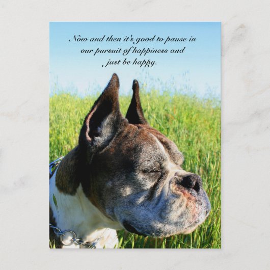 Carte postale de boxeur du bonheur (Devant)