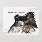 Carte postale de buste de la Chouette du poisson (Devant / Derrière)