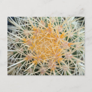Carte postale de cactus