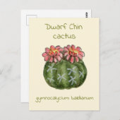 Carte postale de cactus Gymnocalycium Baldianum (Devant / Derrière)