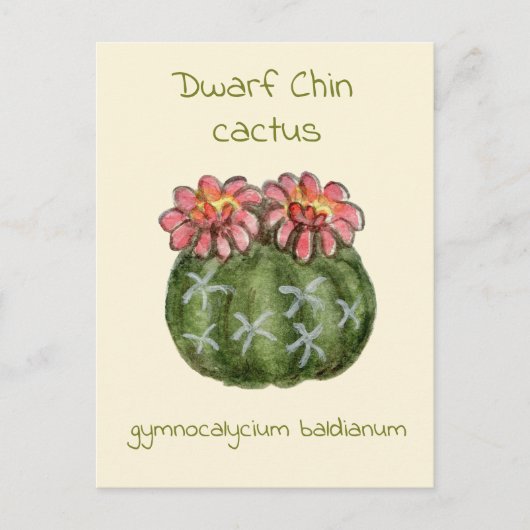 Carte postale de cactus Gymnocalycium Baldianum (Devant)