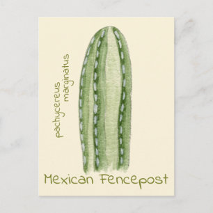Carte postale de cactus Mexican Fencepost