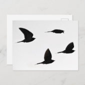 Carte postale de cadavre (Devant / Derrière)