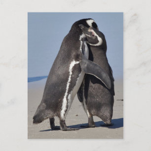 Carte postale de câlins de Pingo
