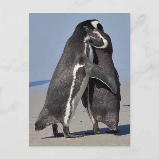 Carte postale de câlins de Pingo (Devant)