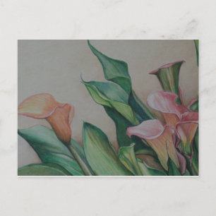 Carte postale de Calla Lilies