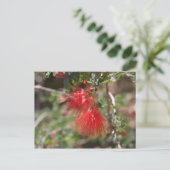 Carte postale de Calliandra eriophylla (Debout devant)