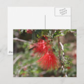 Carte postale de Calliandra eriophylla (Devant / Derrière)