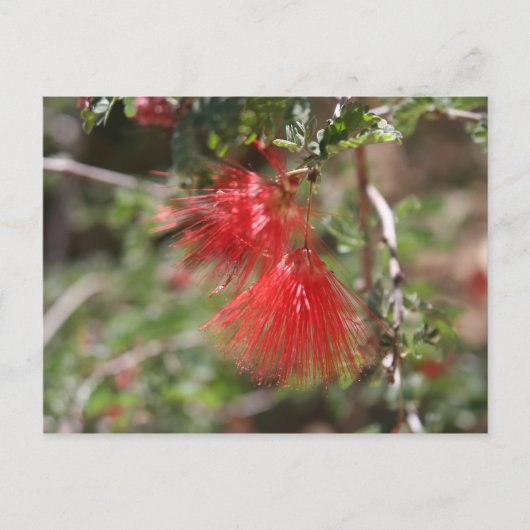 Carte postale de Calliandra eriophylla (Devant)