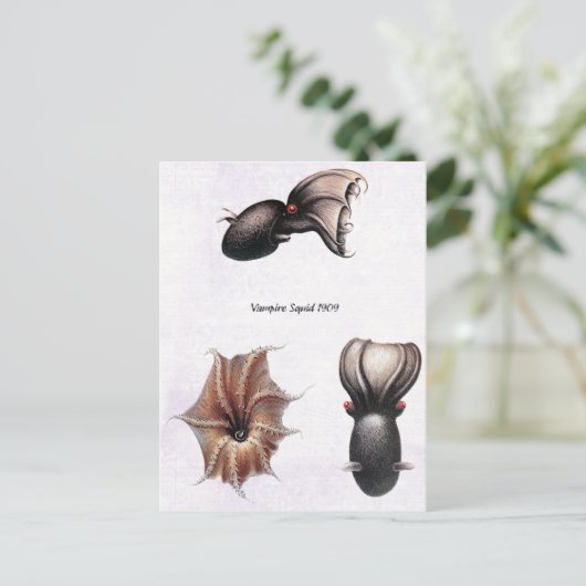 Carte postale de calmar vampire (Debout devant)