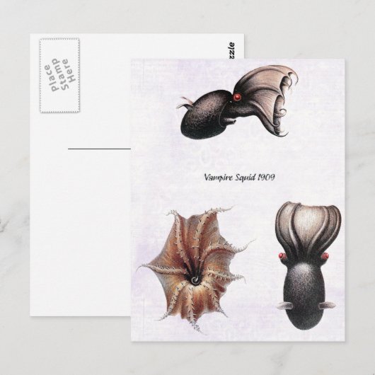 Carte postale de calmar vampire (Devant / Derrière)
