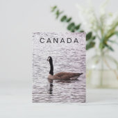 Carte postale de Canada Goose on Lake (Debout devant)