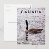 Carte postale de Canada Goose on Lake (Devant / Derrière)