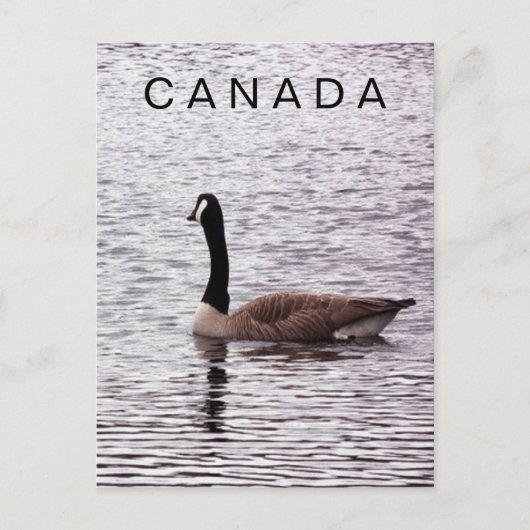 Carte postale de Canada Goose on Lake (Devant)