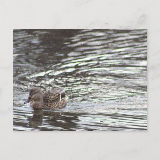 Carte postale de canard (Devant)