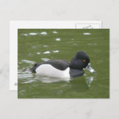 Carte postale de canard à anneaux (Devant / Derrière)