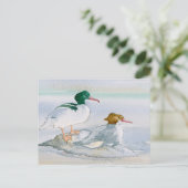 Carte postale de canard à goosander commun (Debout devant)