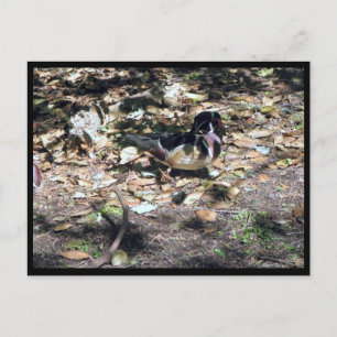 Carte postale de canard branchu Sc
