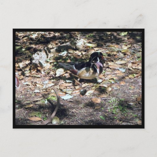 Carte postale de canard branchu Sc (Devant)