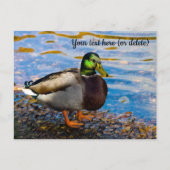 Carte postale de canard colvert (Devant)