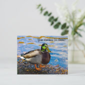 Carte postale de canard colvert (Debout devant)