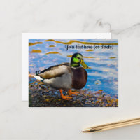 Carte postale de canard colvert