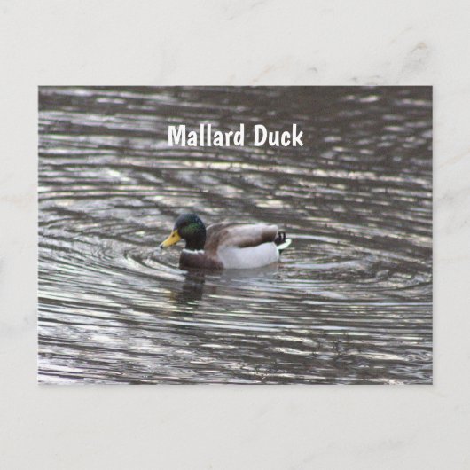 Carte postale de canard colvert (Devant)