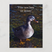 Carte postale de canard colvert (Devant)