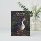 Carte postale de canard colvert (Debout devant)