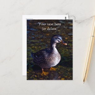 Carte postale de canard colvert
