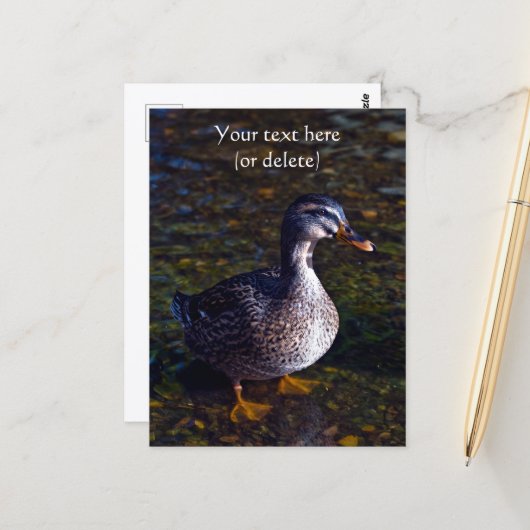 Carte postale de canard colvert (Devant/Arrière en situation)