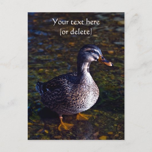 Carte postale de canard colvert (Devant)